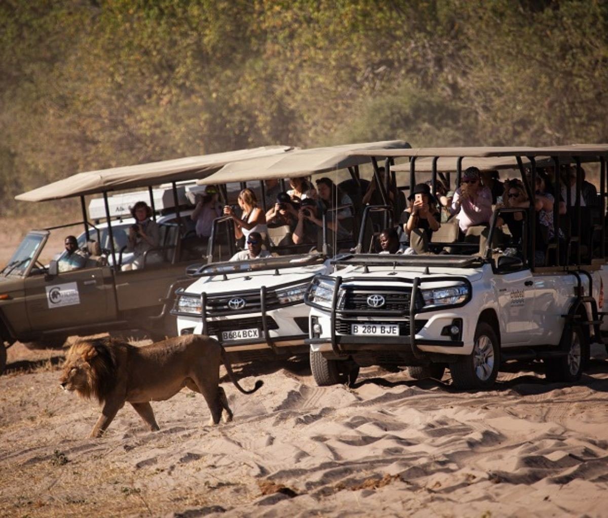 Tourists watching a lion on a Chobe day trip