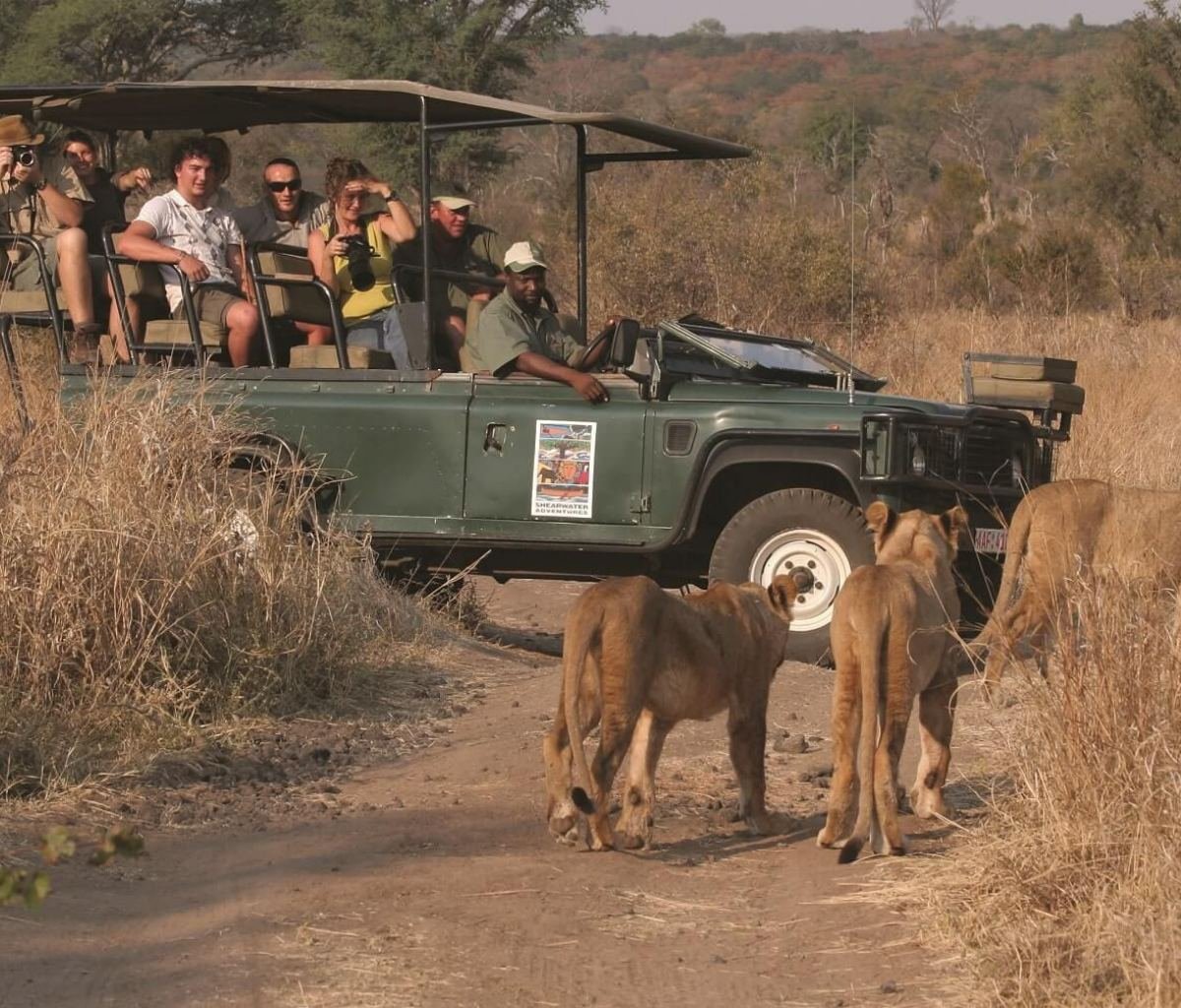 Lion seen on a Chobe day trip