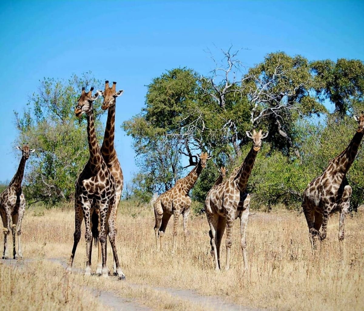Giraffes in Chobe National Park