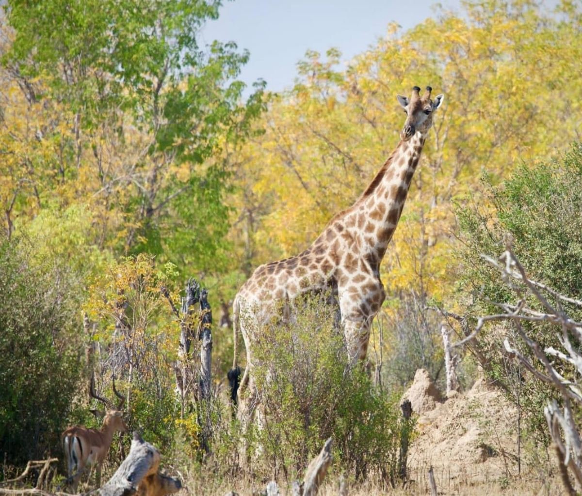 Giraffe spotted on a Chobe day trip