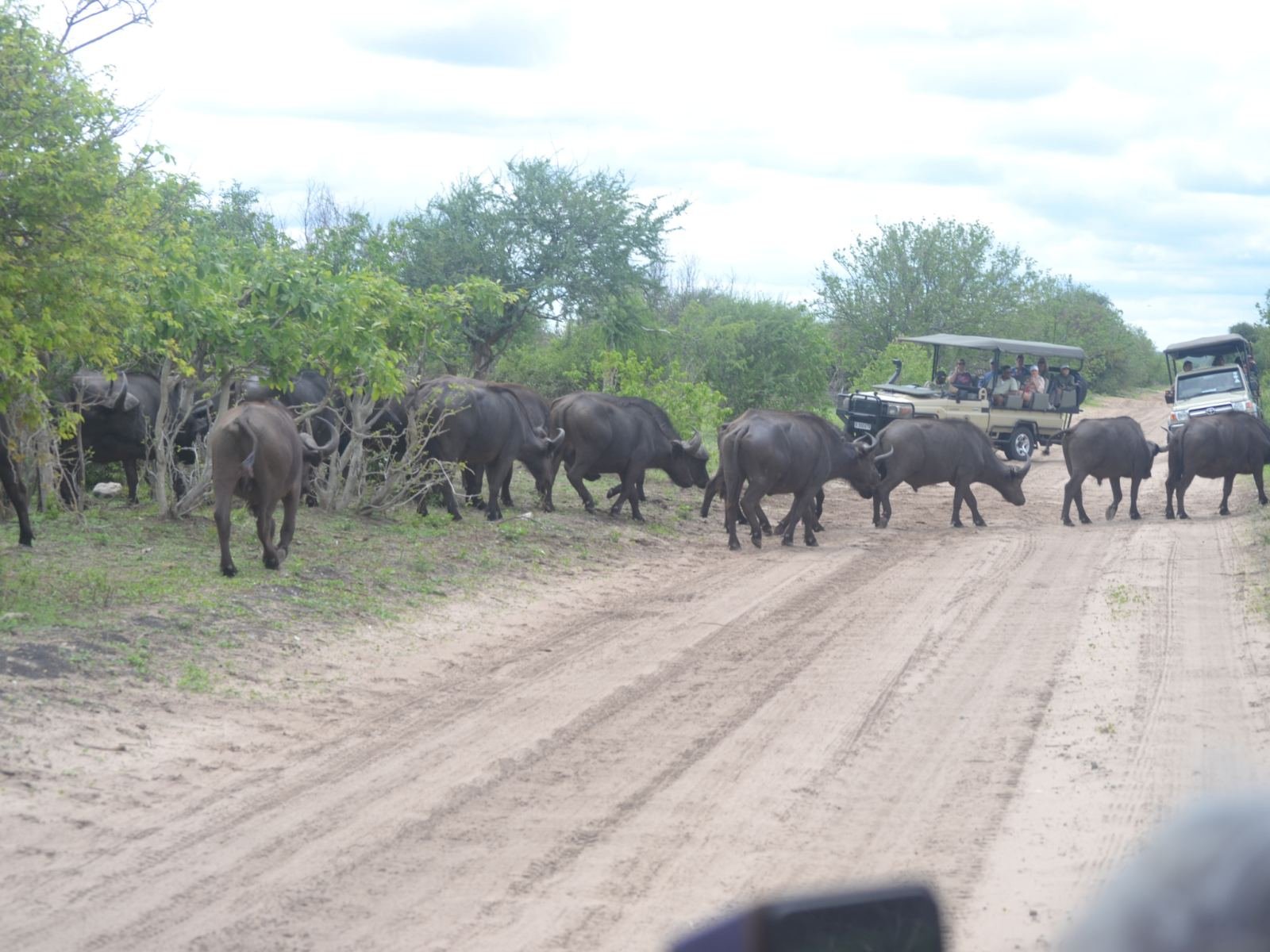 Herd of buffalo seen on a Chobe day trip