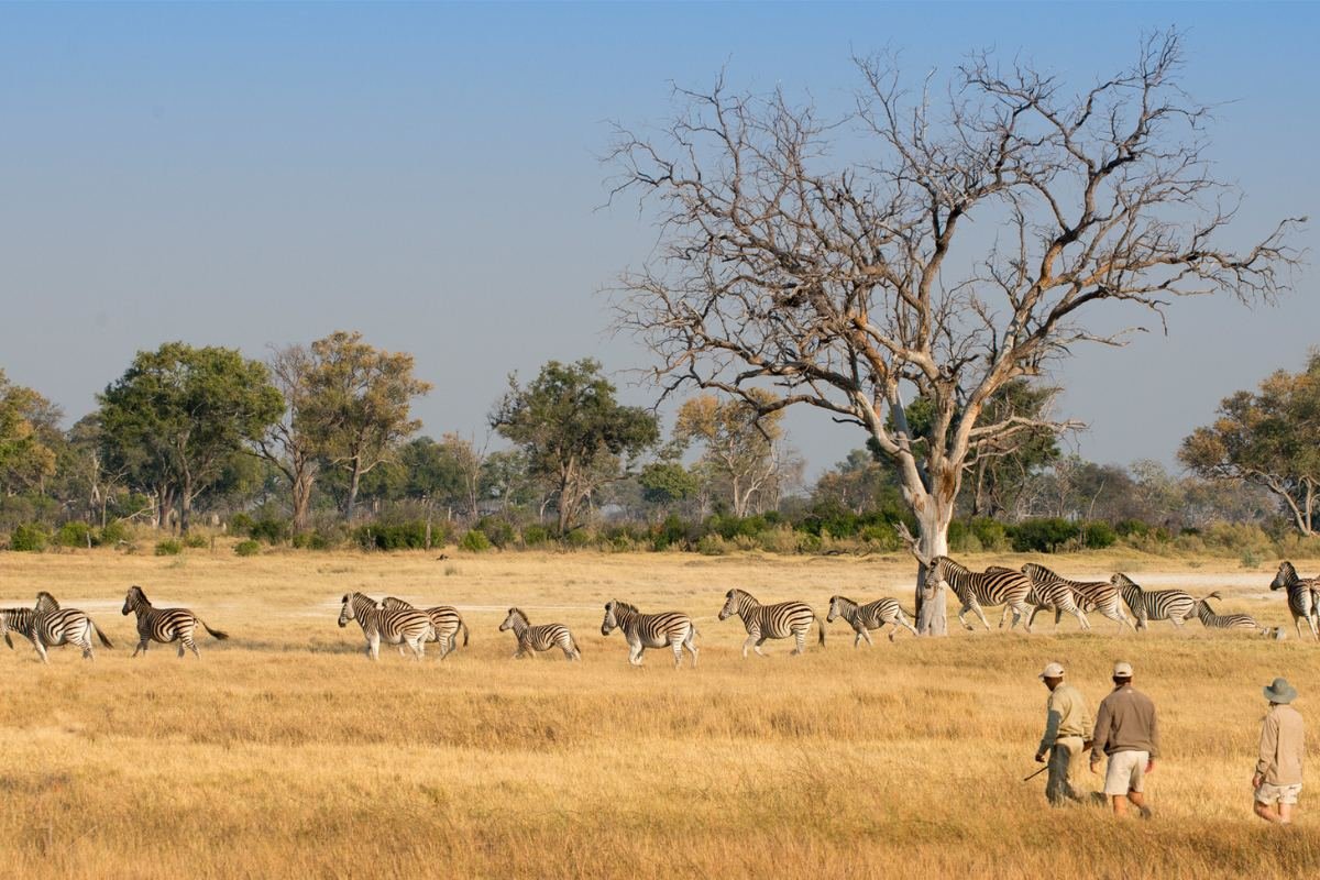 People experiencing the Okavango Delta on a guided bush walk