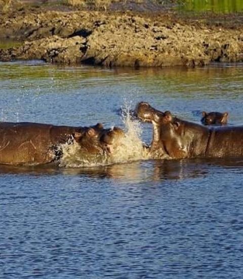 Chobe river safari