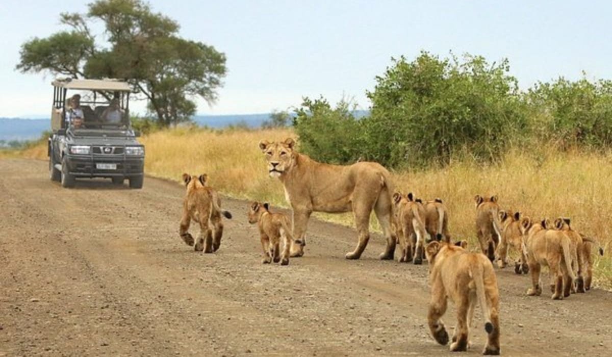 Game drive in Chobe National Park