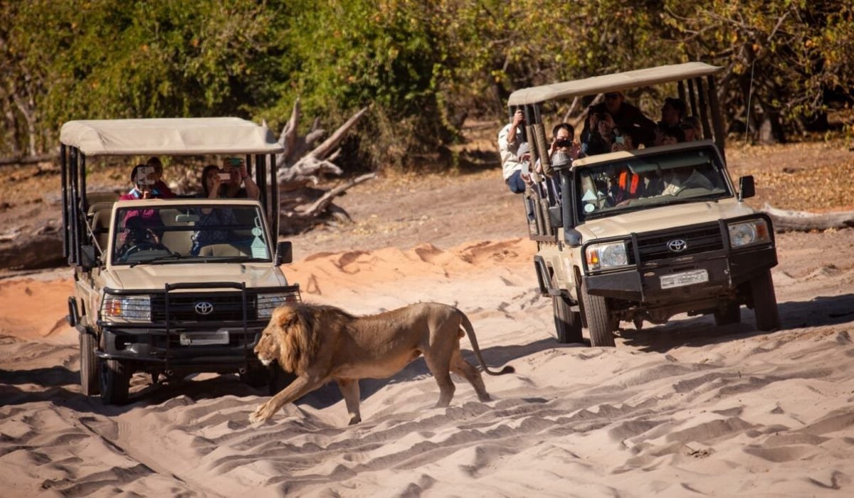 Open 4x4 game drive in Chobe National Park