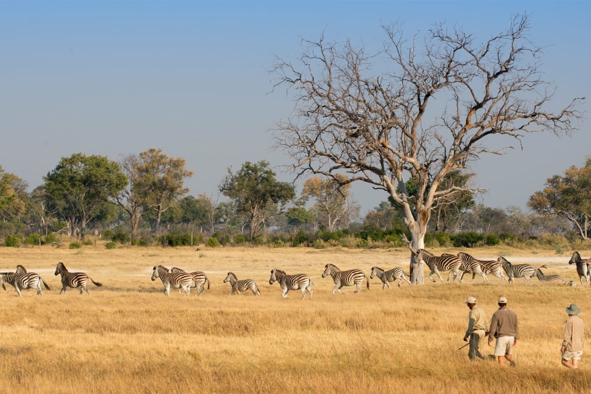 Guided bush walk in the Okavango Delta