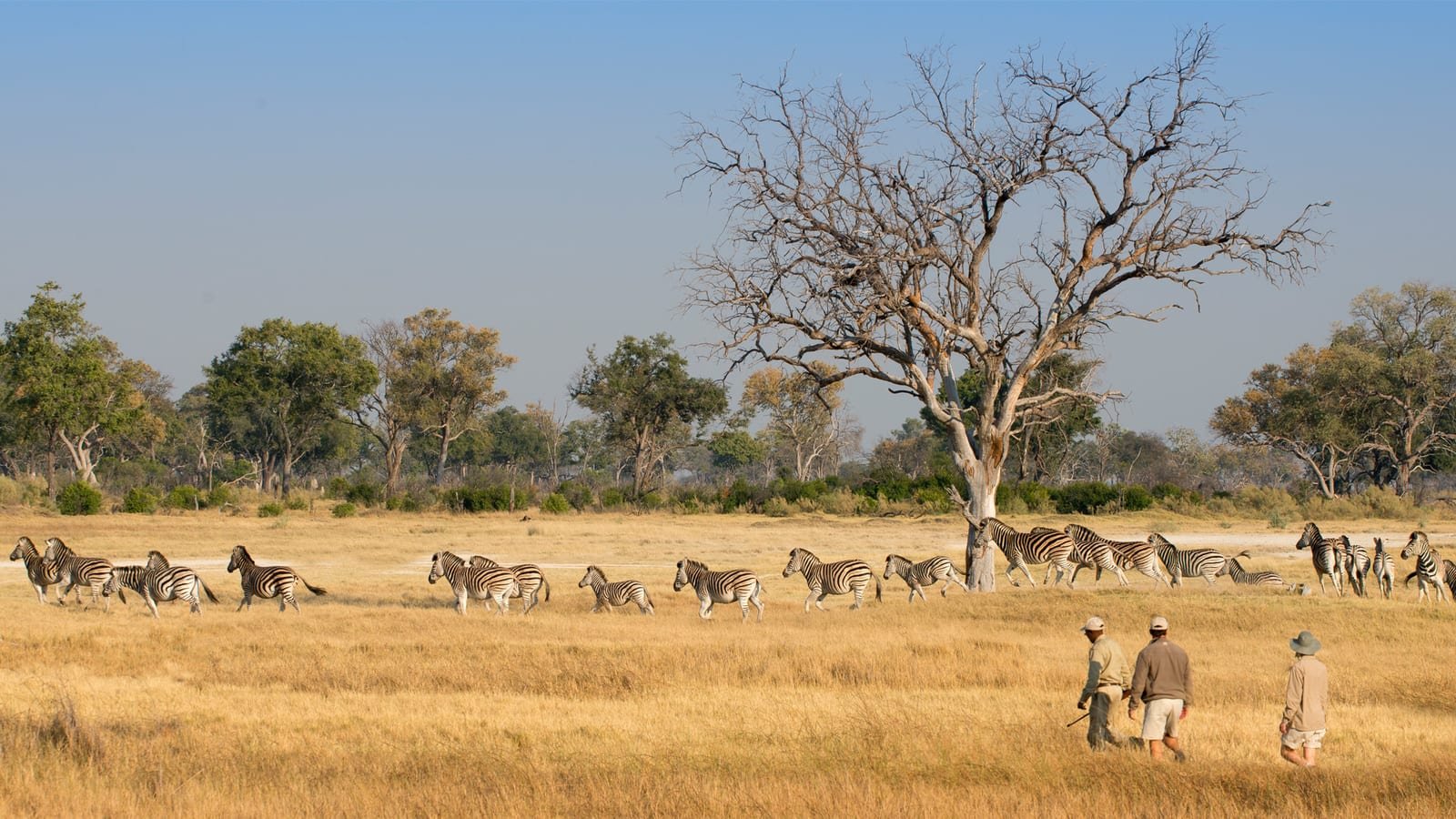 Walking safari on a Botswana mobile camping expedition in the Okavango Delta